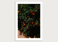 Joel Davies – Naranjas Sevilla Print