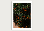 Joel Davies – Naranjas Sevilla Print