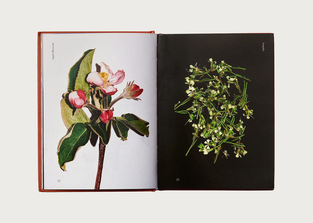 Edible Flowers: How, Why, and When We Eat Flowers