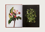 Edible Flowers: How, Why, and When We Eat Flowers