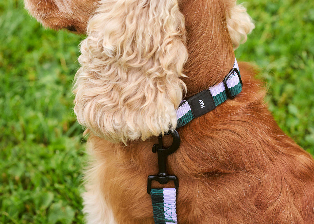 HAY Dog Collar Flat