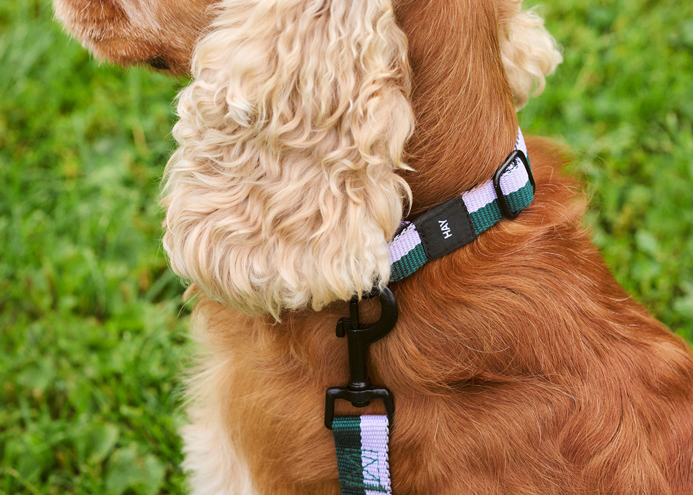 HAY Dog Collar Flat