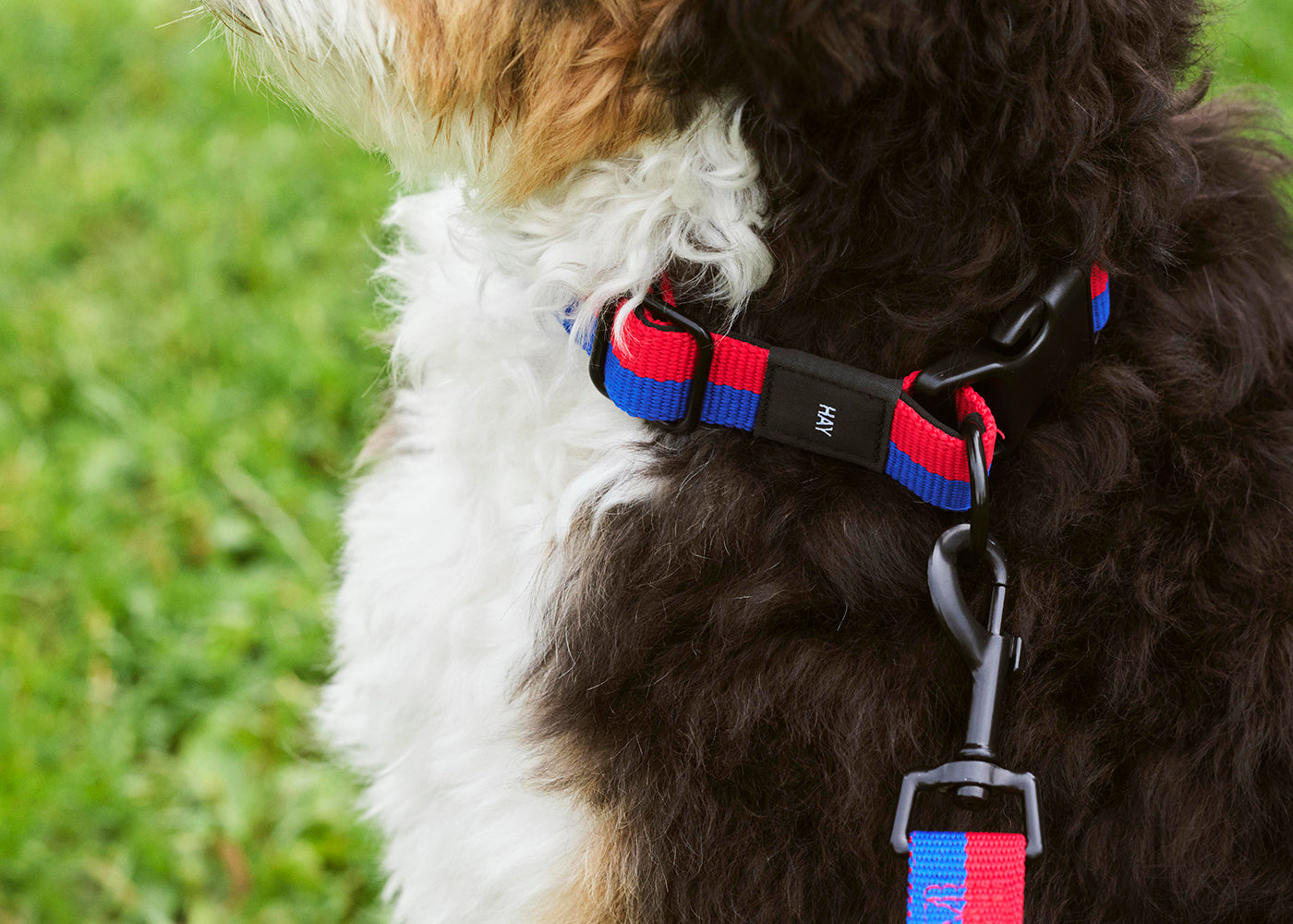 HAY Dog Collar Flat