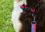HAY Dog Leash Flat