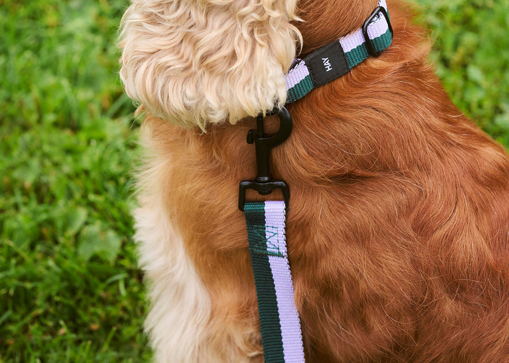 HAY Dog Leash Flat