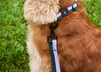 HAY Dog Leash Flat